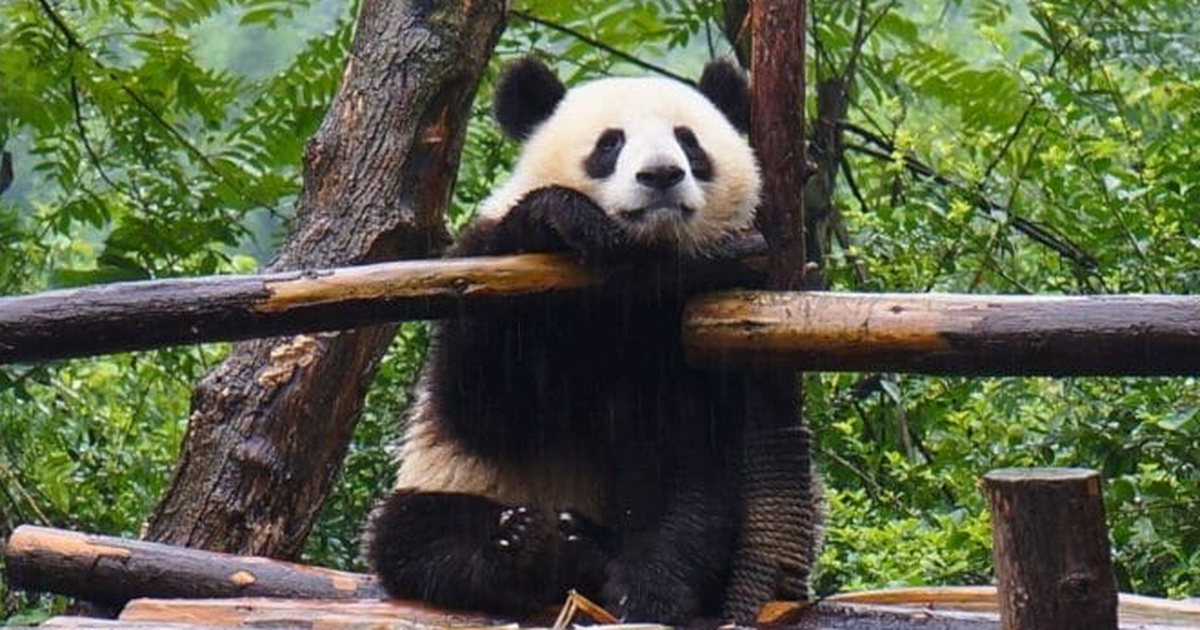 A giant panda resting on a wooden platform